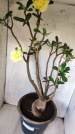 Planta Dobrada 2796 – 50cm – 05 anos - Imagem 12