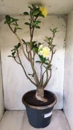 Planta Dobrada 2796 – 50cm – 05 anos - Imagem 5