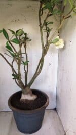 Planta Dobrada 2796 – 50cm – 05 anos - Imagem 10