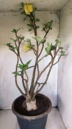 Planta Dobrada 2796 – 50cm – 05 anos - Imagem 9