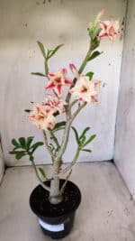 Planta Dobrada 2797 –35cm – 03 anos - Imagem 2