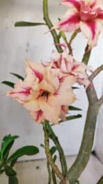 Planta Dobrada 2797 –35cm – 03 anos - Imagem 5