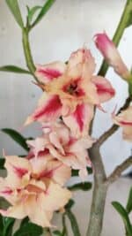 Planta Dobrada 2797 –35cm – 03 anos