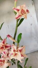 Planta Dobrada 2797 –35cm – 03 anos - Imagem 10