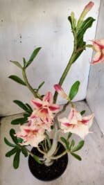 Planta Dobrada 2797 –35cm – 03 anos - Imagem 9