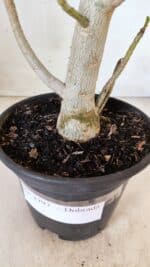 Planta Dobrada 2797 –35cm – 03 anos - Imagem 8