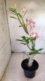 Planta Dobrada 2797 –35cm – 03 anos - Imagem 7