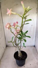 Planta Dobrada 2797 –35cm – 03 anos - Imagem 6