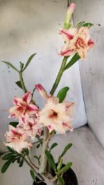 Planta Dobrada 2797 –35cm – 03 anos - Imagem 4