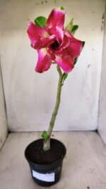 Planta Dobrada 2798 – 30cm – 02 anos - Imagem 2