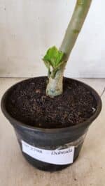 Planta Dobrada 2798 – 30cm – 02 anos - Imagem 5