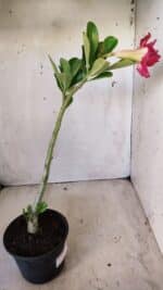 Planta Dobrada 2798 – 30cm – 02 anos - Imagem 4