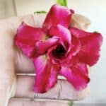 Planta Dobrada 2798 – 30cm – 02 anos