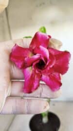 Planta Dobrada 2798 – 30cm – 02 anos