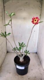 Planta Dobrada 2799 – 45cm – 04 anos - Imagem 2