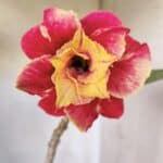 Planta Dobrada 2799 – 45cm – 04 anos