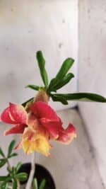 Planta Dobrada 2799 – 45cm – 04 anos - Imagem 4