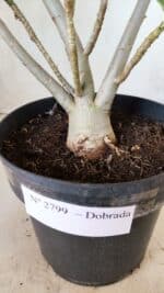 Planta Dobrada 2799 – 45cm – 04 anos - Imagem 8