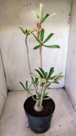 Planta Dobrada 2799 – 45cm – 04 anos - Imagem 7