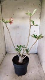 Planta Dobrada 2799 – 45cm – 04 anos - Imagem 6