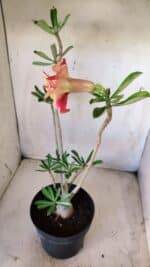 Planta Dobrada 2799 – 45cm – 04 anos - Imagem 5