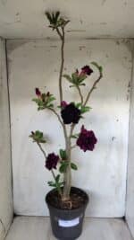 Planta Dobrada 2800 – 45cm – 04 anos - Imagem 2