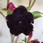 Planta Dobrada 2800 – 45cm – 04 anos