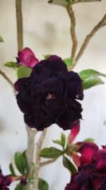 Planta Dobrada 2800 – 45cm – 04 anos