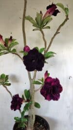 Planta Dobrada 2800 – 45cm – 04 anos - Imagem 4