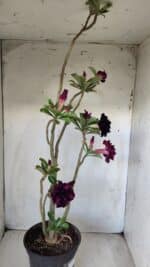 Planta Dobrada 2800 – 45cm – 04 anos - Imagem 7