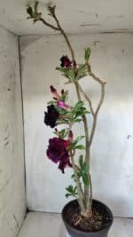 Planta Dobrada 2800 – 45cm – 04 anos - Imagem 6