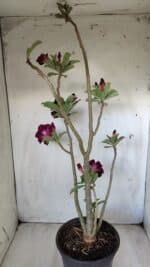 Planta Dobrada 2800 – 45cm – 04 anos - Imagem 5