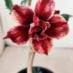 Planta Dobrada 2801 – 30cm – 02 anos