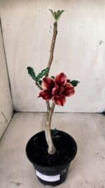 Planta Dobrada 2801 – 30cm – 02 anos - Imagem 2