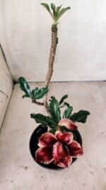 Planta Dobrada 2801 – 30cm – 02 anos - Imagem 4