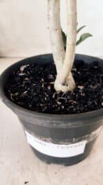 Planta Dobrada 2801 – 30cm – 02 anos - Imagem 7