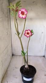 Planta Dobrada 2802 – 30cm – 02 anos - Imagem 2