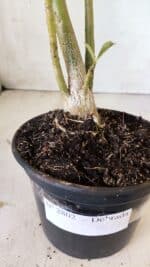 Planta Dobrada 2802 – 30cm – 02 anos - Imagem 7