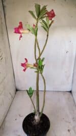 Planta Dobrada 2802 – 30cm – 02 anos - Imagem 6