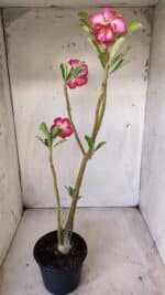 Planta Dobrada 2802 – 30cm – 02 anos - Imagem 5