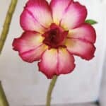 Planta Dobrada 2802 – 30cm – 02 anos