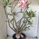 Planta Dobrada 2803 – 55cm – 06 anos