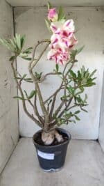 Planta Dobrada 2803 – 55cm – 06 anos