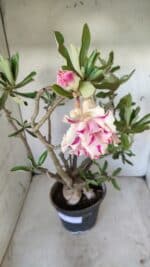 Planta Dobrada 2803 – 55cm – 06 anos - Imagem 10