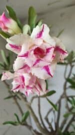 Planta Dobrada 2803 – 55cm – 06 anos - Imagem 3