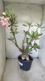 Planta Dobrada 2803 – 55cm – 06 anos - Imagem 9