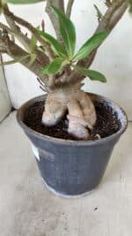 Planta Dobrada 2803 – 55cm – 06 anos - Imagem 8