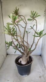 Planta Dobrada 2803 – 55cm – 06 anos - Imagem 6