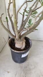 Planta Dobrada 2803 – 55cm – 06 anos - Imagem 7