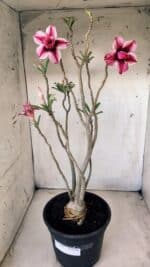 Planta Dobrada 2804 – 50cm – 04 anos - Imagem 2